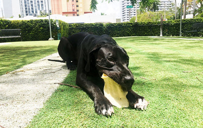 Is it safe to feed my dog pig and cow ears?