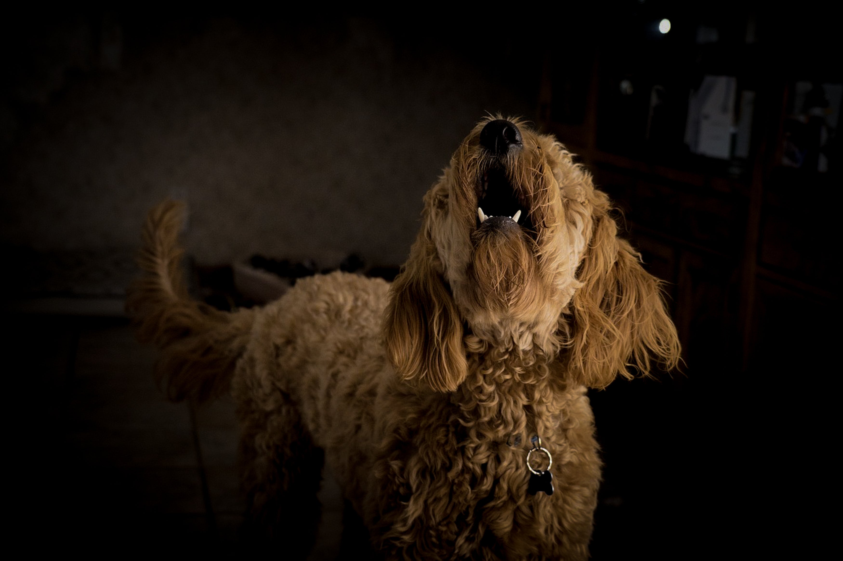 Dog barking at shops night