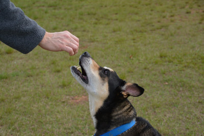 How many dog treats can you feed in a day?