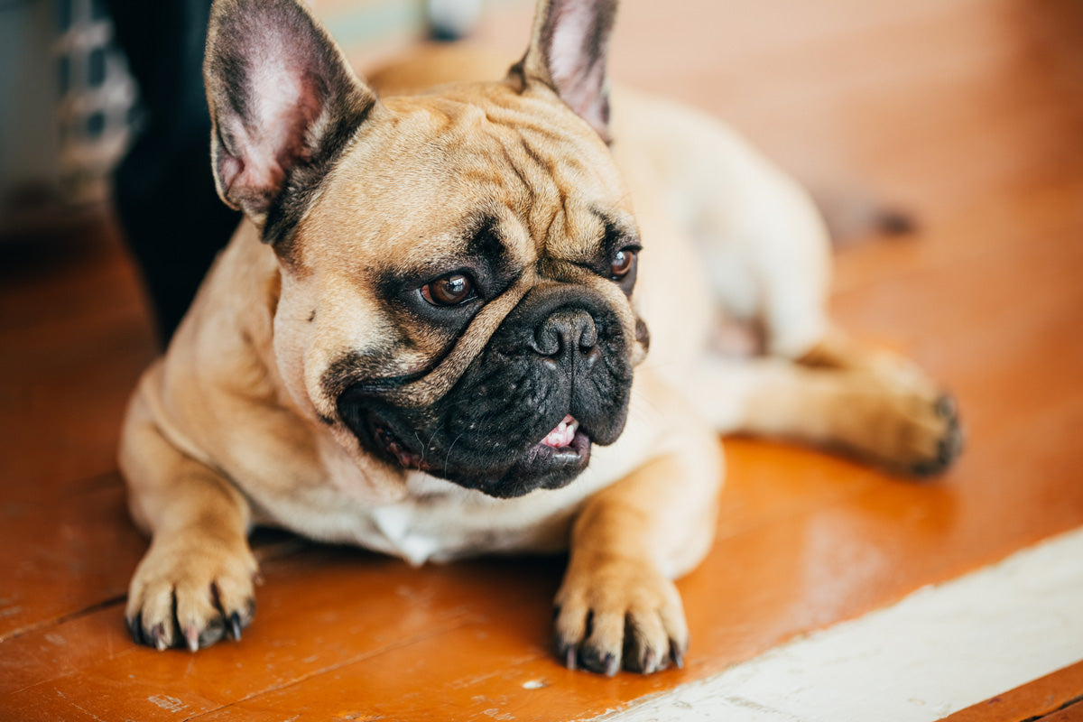 What are good treats for small dogs?