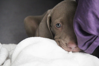 How to ease your dog's fear of fireworks