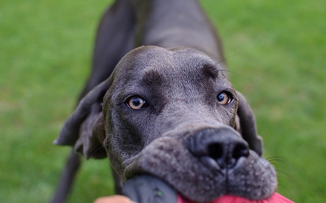 Dog treats 2024 for aggressive chewers