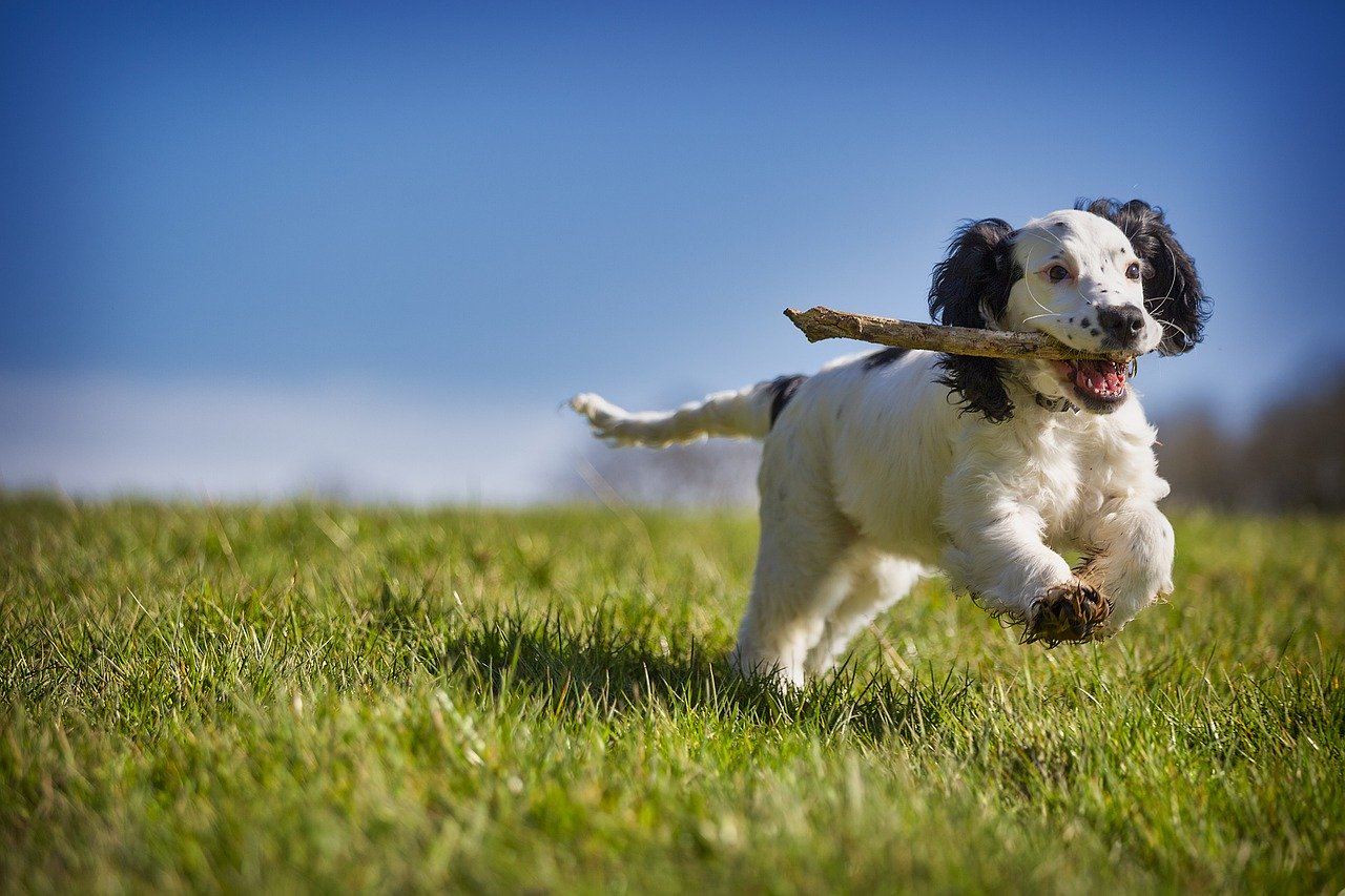 A Hyper Dog: Most Effective Ways To Calm Them Down