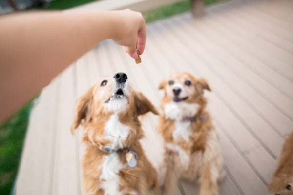 Are treats bad for dogs?