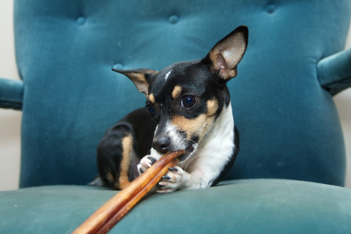 Benefits of Chew Treats