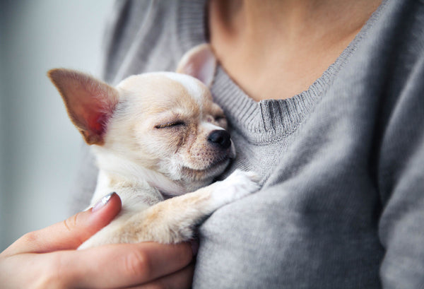 5 Tips for First-Time Dog Owners