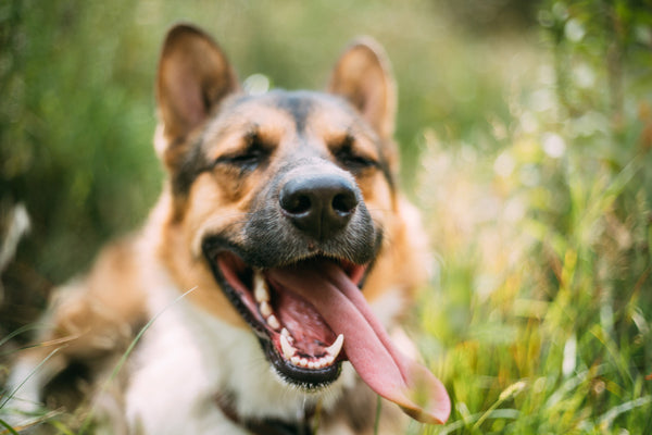 10 Natural Dog Treats That Are Recommended For Puppies