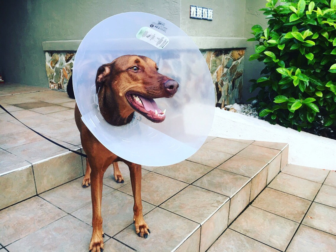 Signs your pet has food allergies.