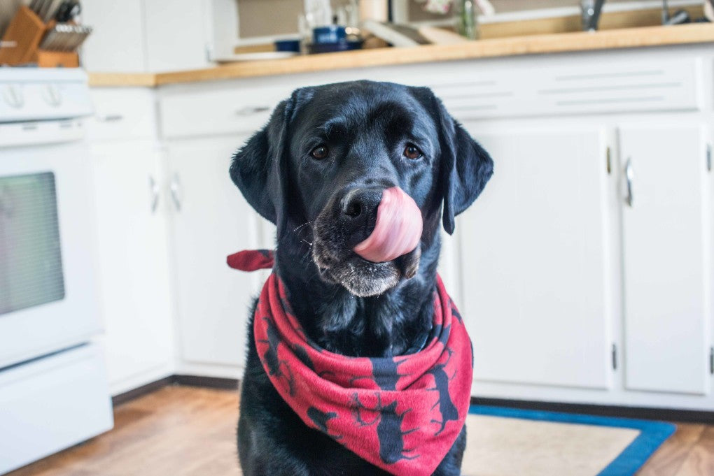 How much should I feed my dog?